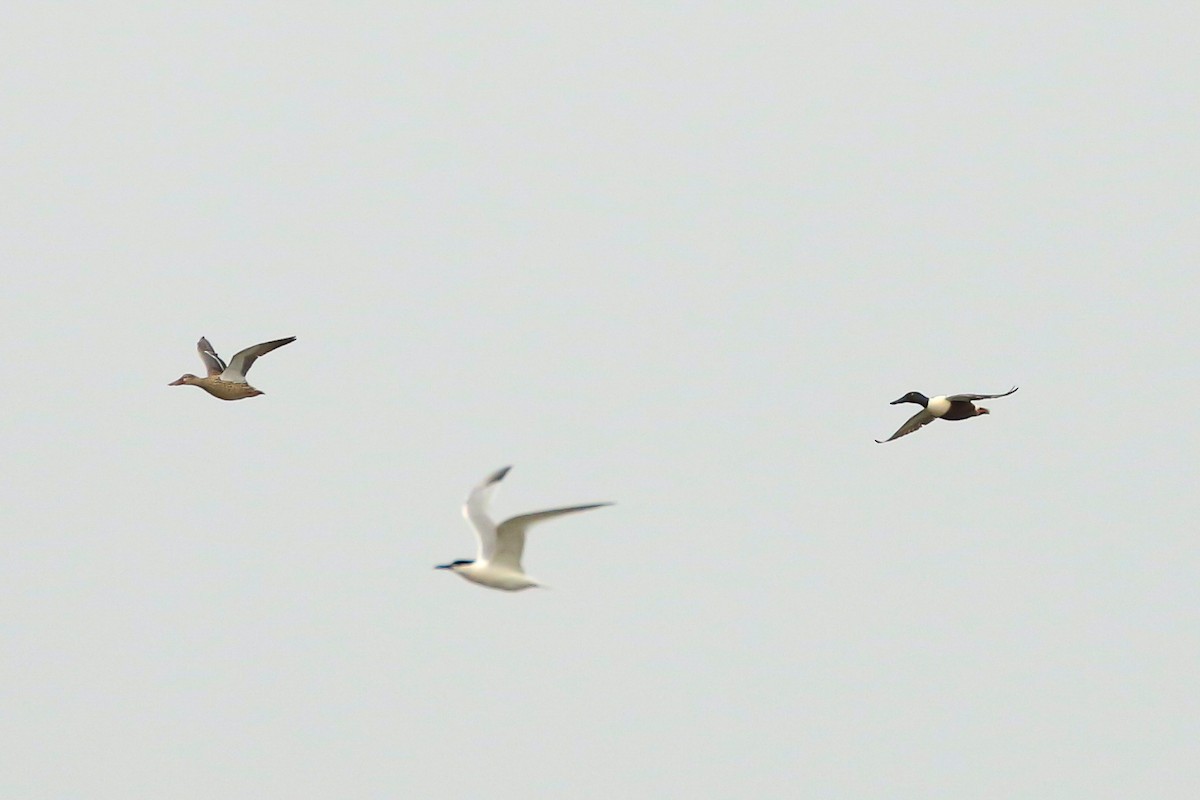 Northern Shoveler - ML511486421