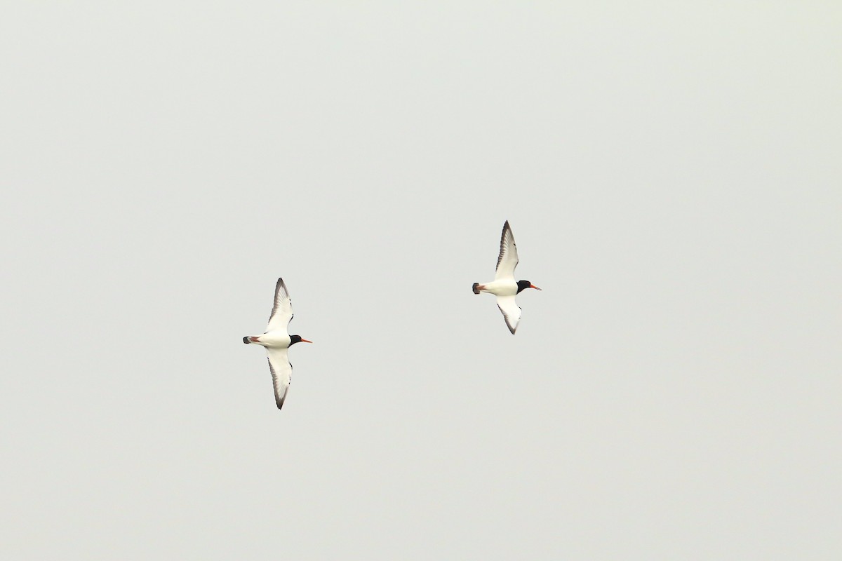 Eurasian Oystercatcher - ML511486551