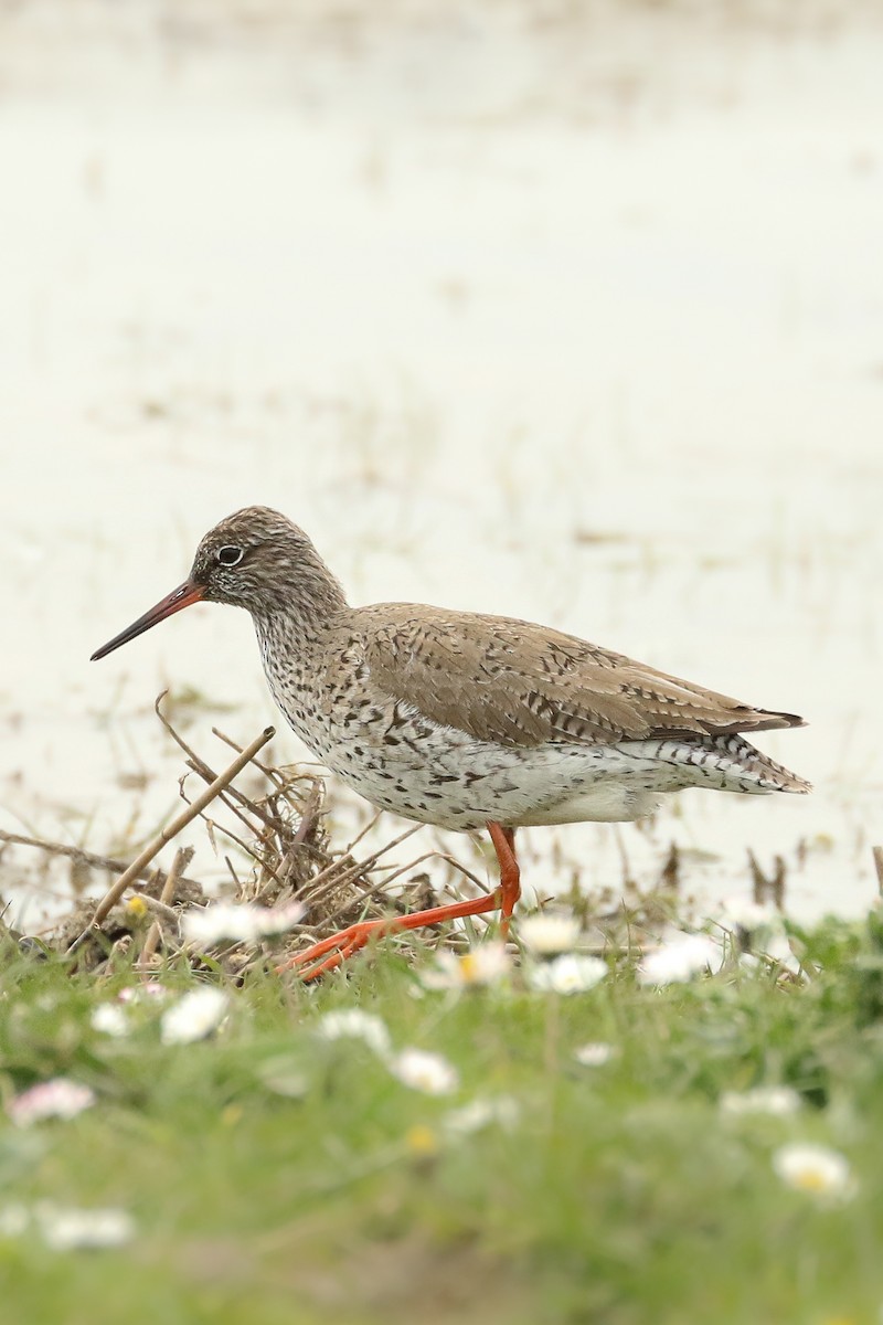 Common Redshank - ML511486621