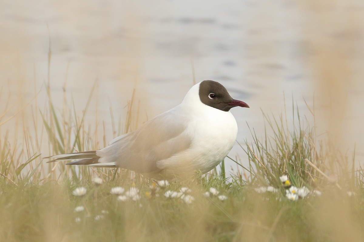 Black-headed Gull - ML511486651