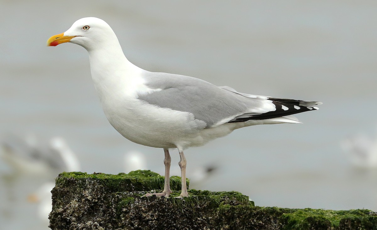 Herring Gull (European) - ML511486671