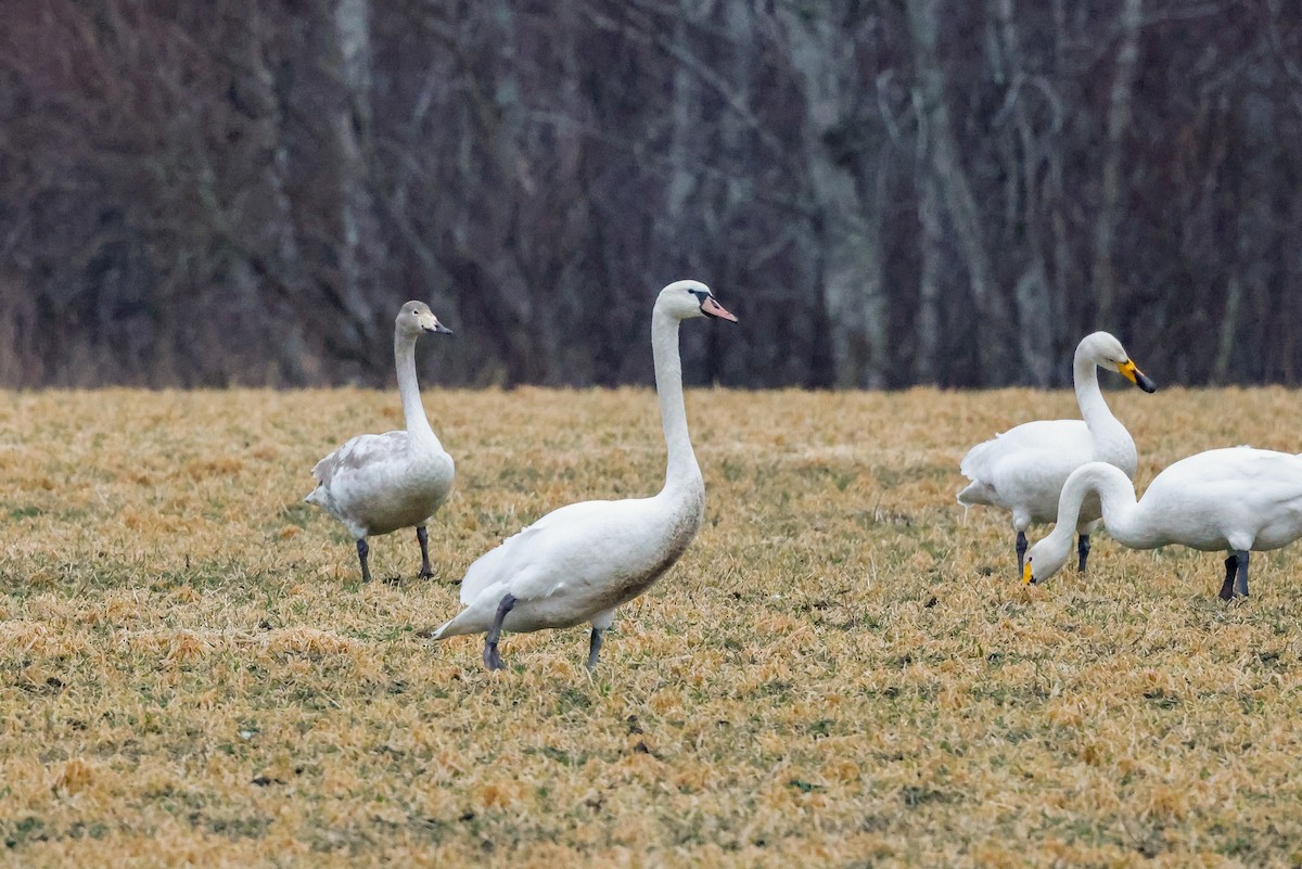 Höckerschwan - ML511486921