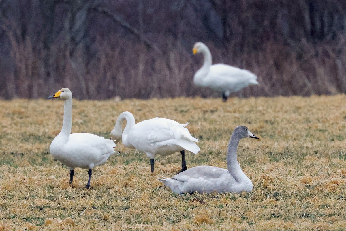 Singschwan - ML511486941