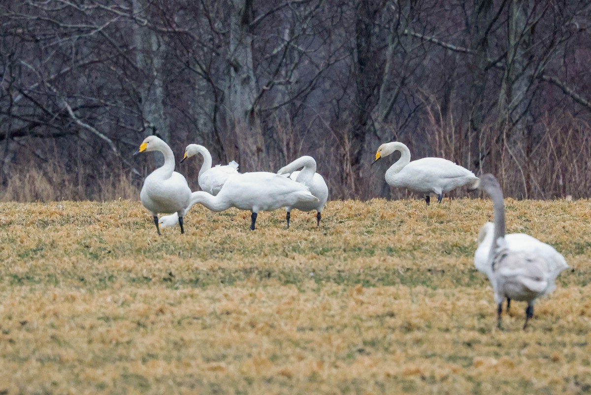 Singschwan - ML511486951