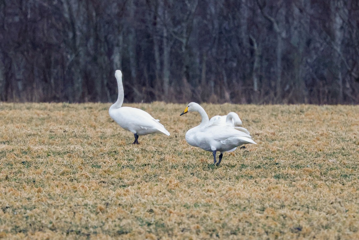 Singschwan - ML511486961