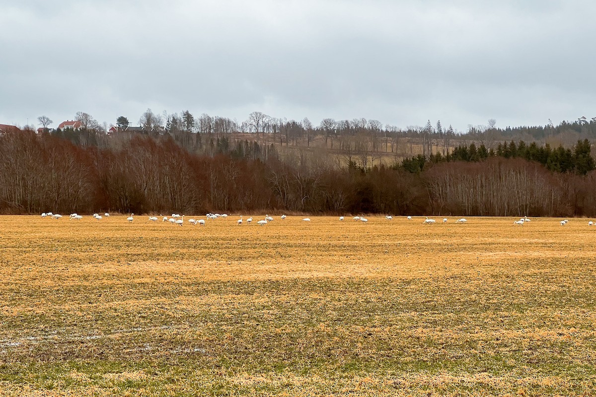 Singschwan - ML511486971
