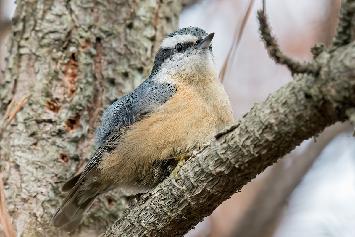 Red-breasted Nuthatch - ML511487551