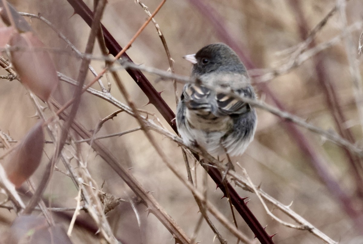 Dark-eyed Junco - ML511487601