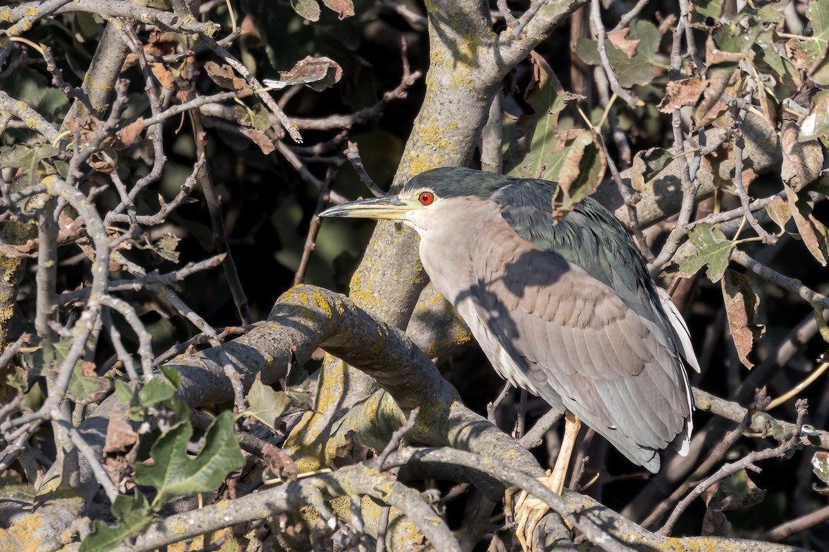 Black-crowned Night Heron (Eurasian) - ML511489371