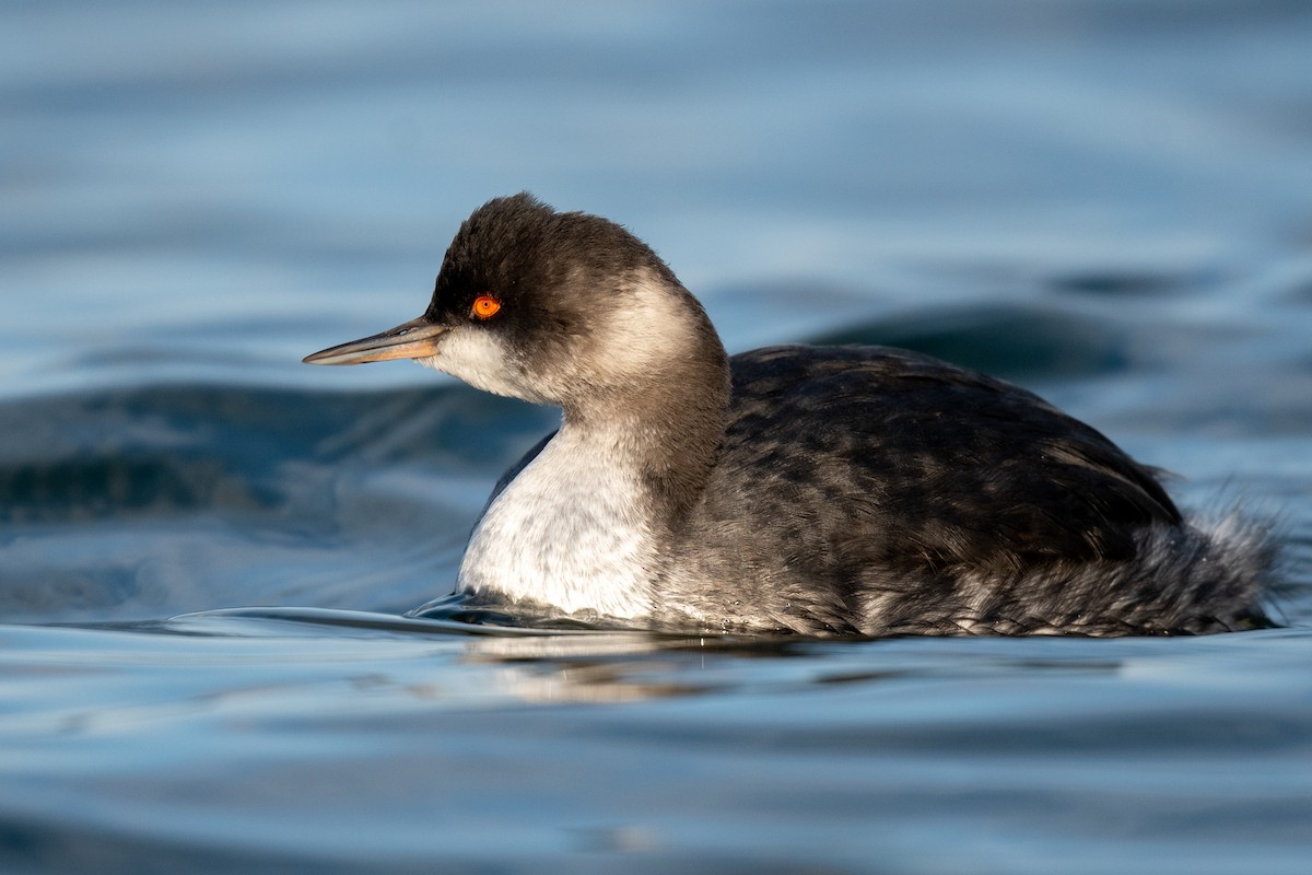 Eared Grebe - ML511489521