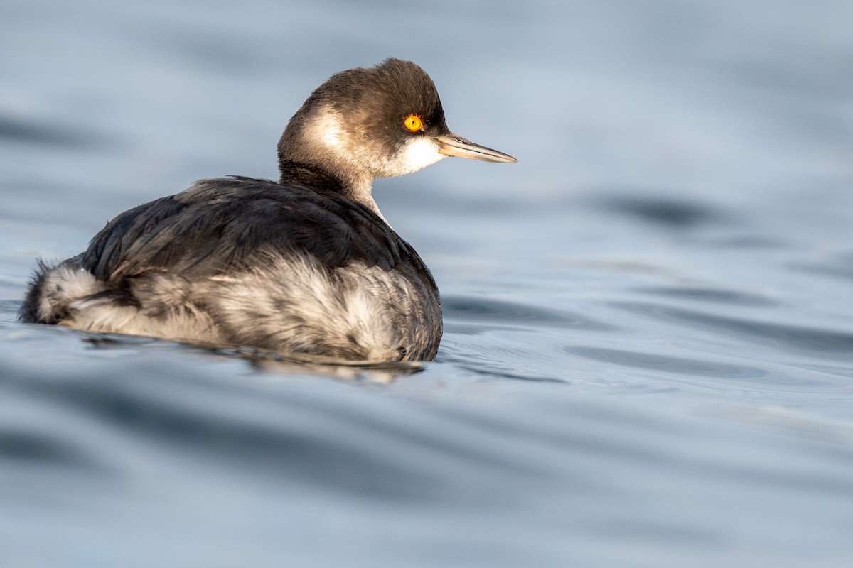 Eared Grebe - ML511489581