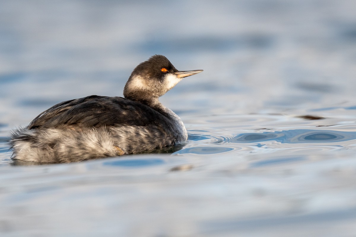 Eared Grebe - ML511489611