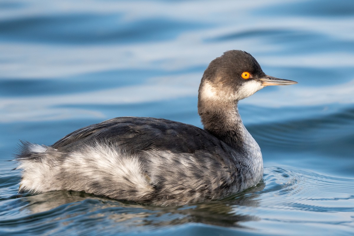 Eared Grebe - ML511489661