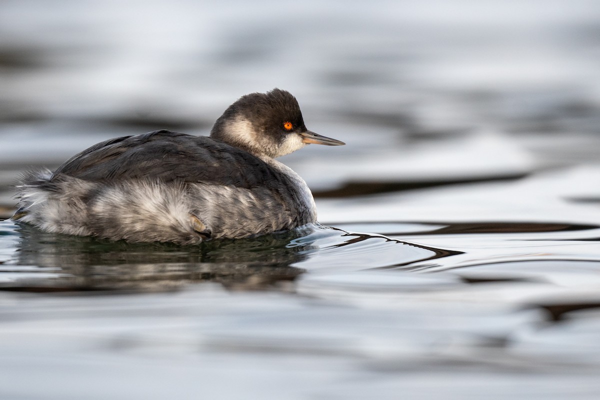 Eared Grebe - ML511490241