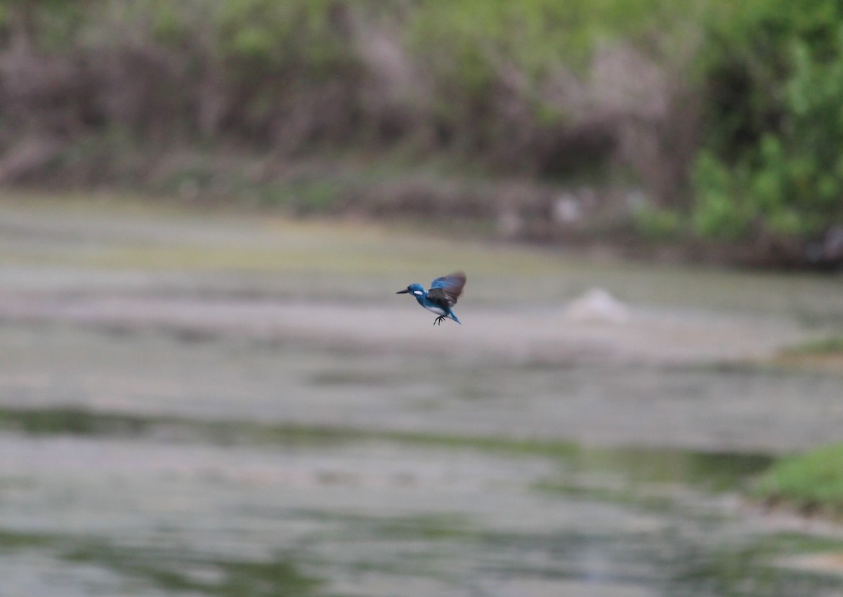 Small Blue Kingfisher - ML51149131