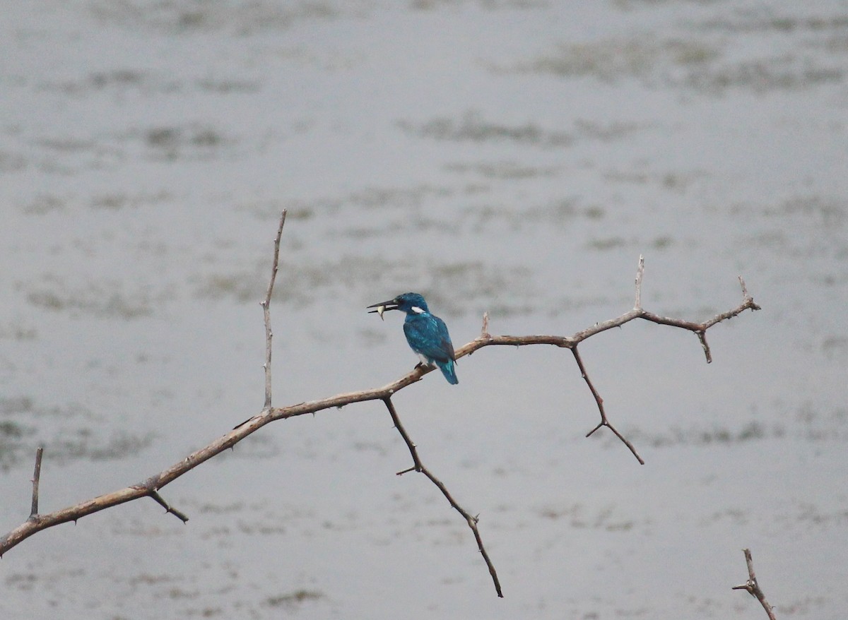 Small Blue Kingfisher - ML51149151