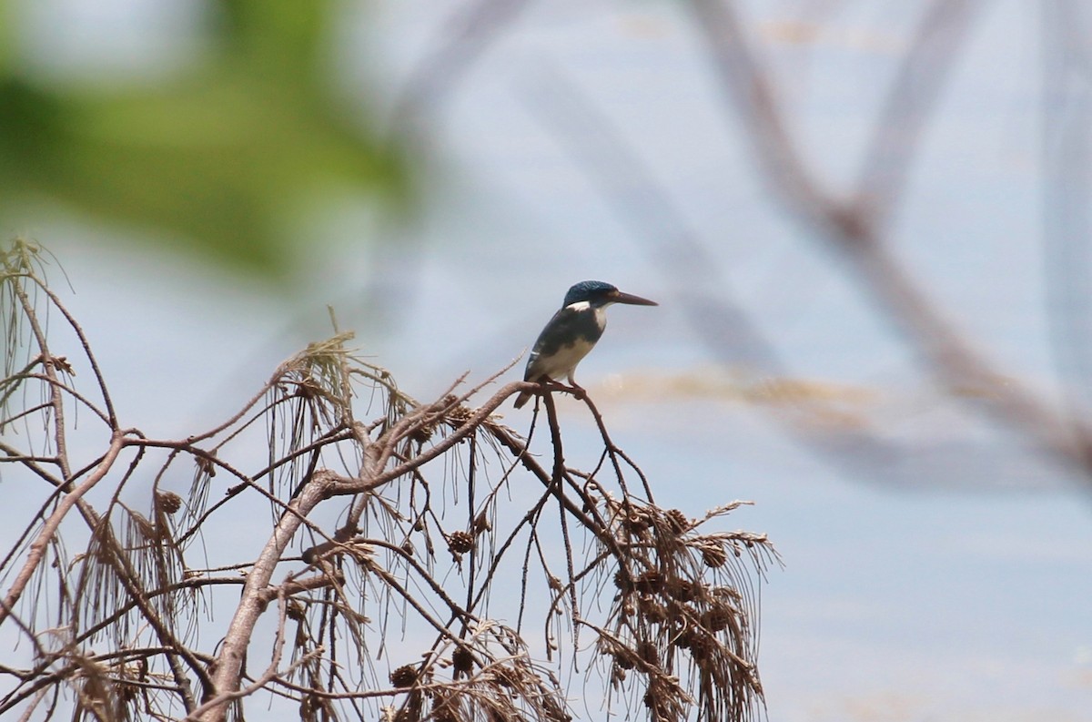 Small Blue Kingfisher - ML51149161