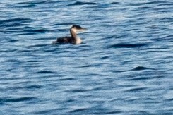 Red-necked Grebe - ML511491971