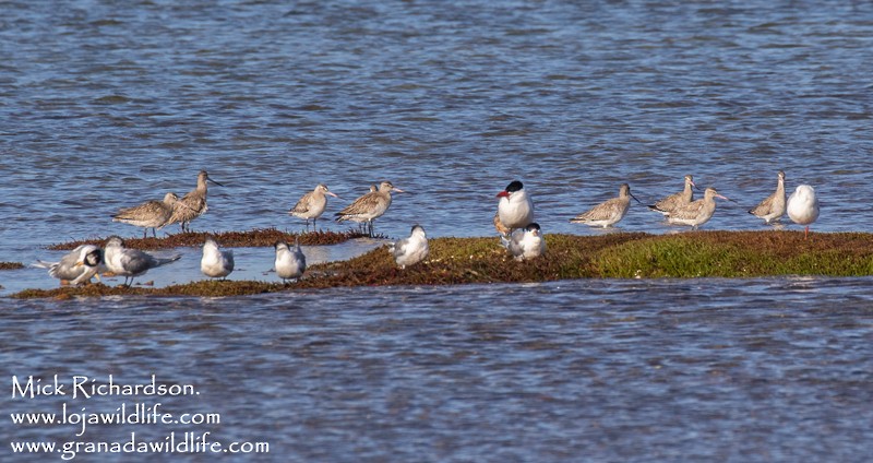 Bar-tailed Godwit - ML511492051