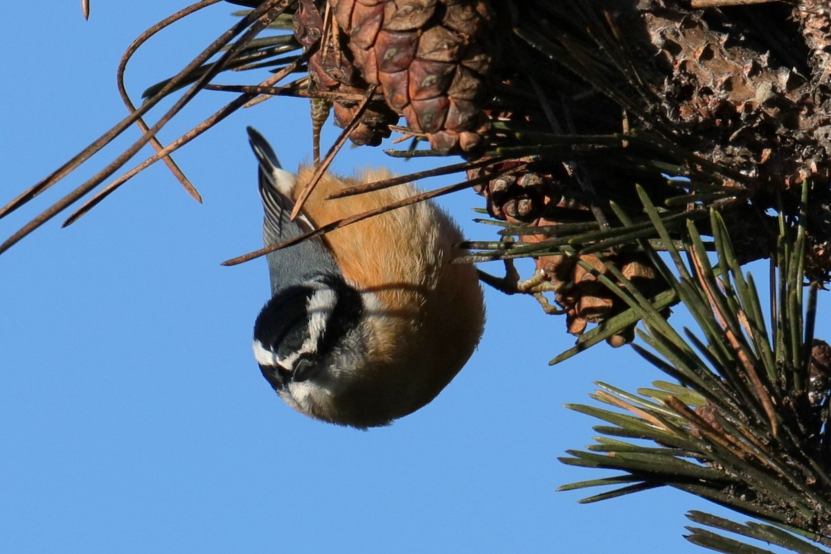 Red-breasted Nuthatch - ML511493011