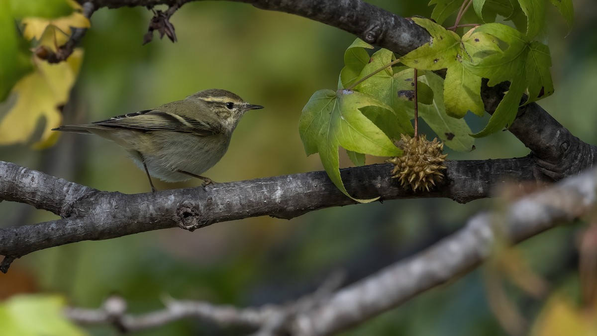 Mosquitero de Hume (humei) - ML511493061