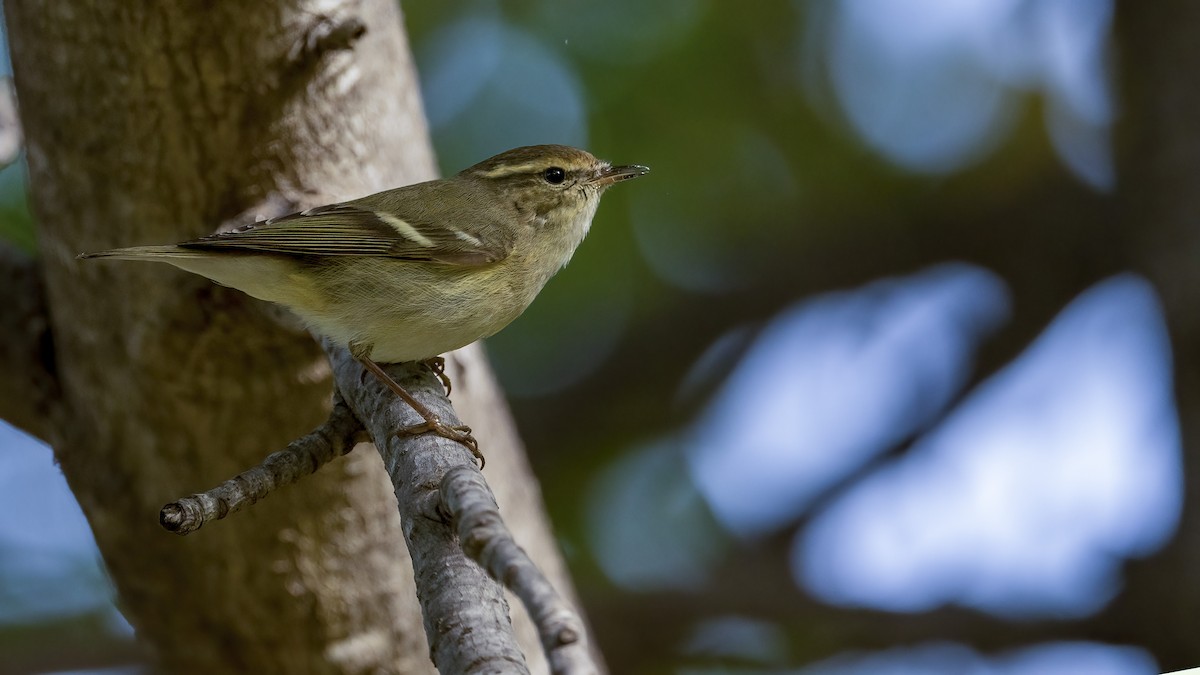 Hume's Warbler (Western) - ML511493071