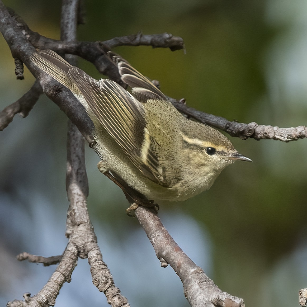 Hume's Warbler (Western) - ML511493081