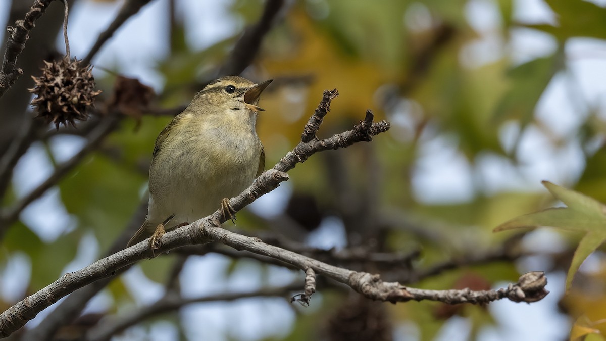 Mosquitero de Hume (humei) - ML511493091