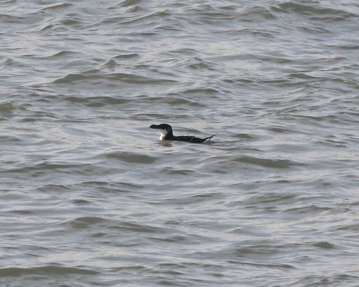 Razorbill - Becky Harbison