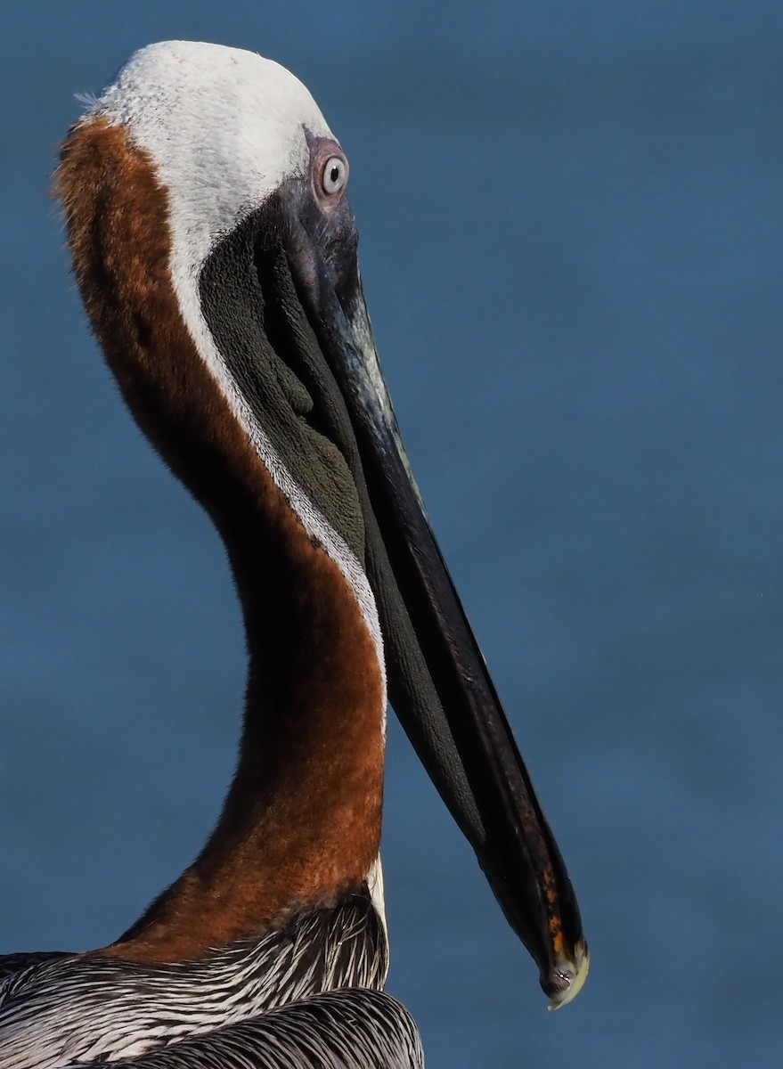 pelikán hnědý - ML511494001