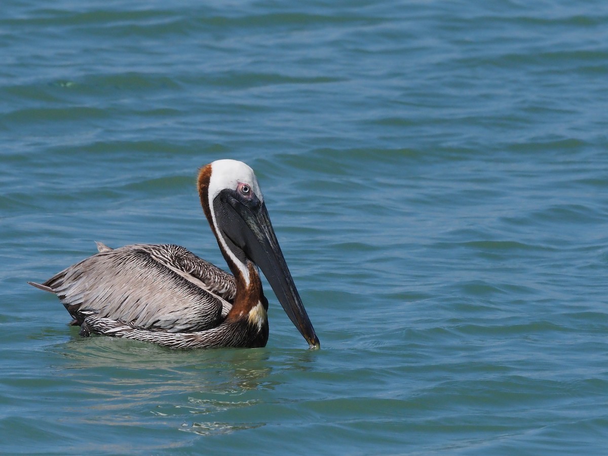pelikán hnědý - ML511494031