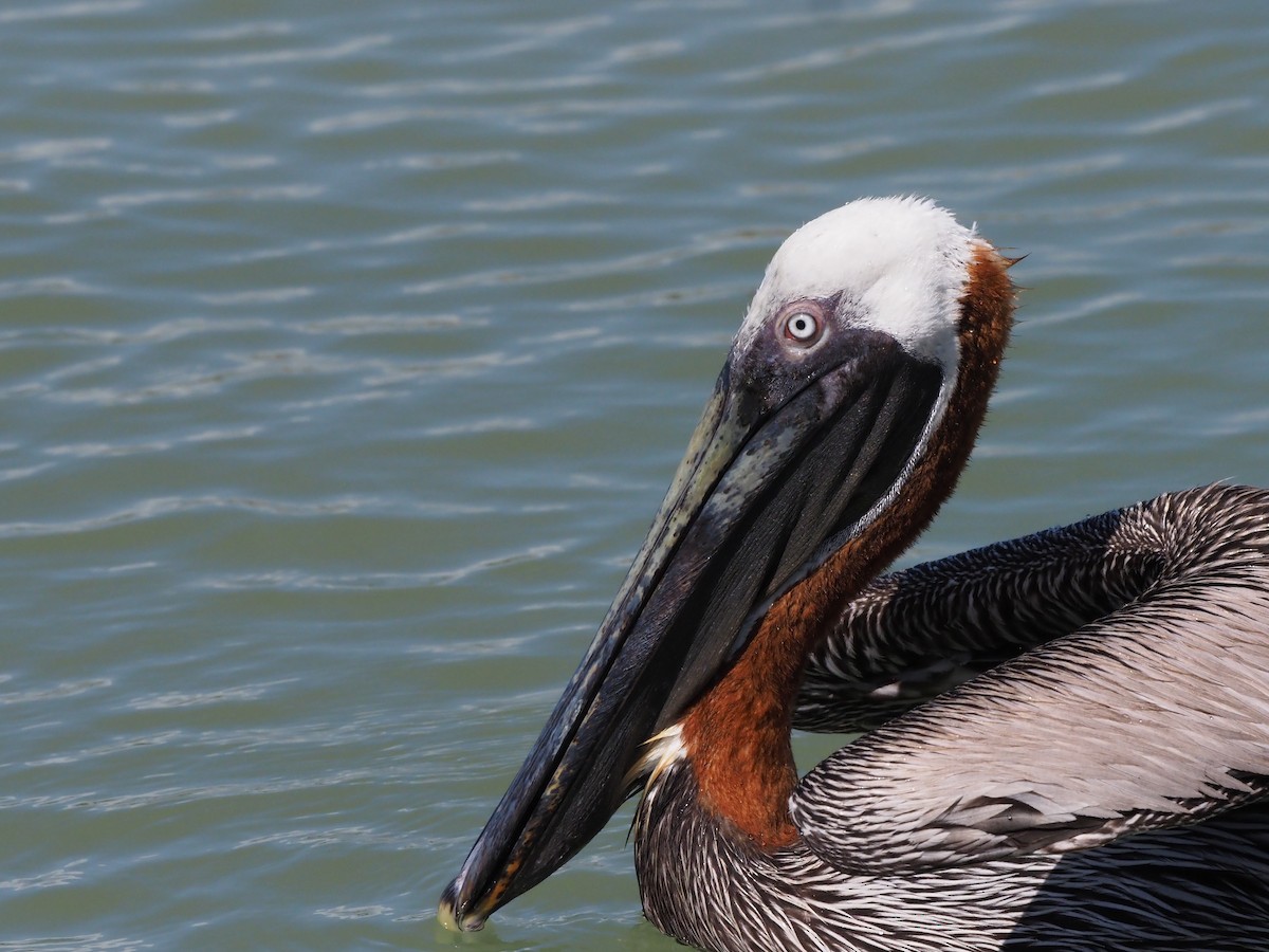 pelikán hnědý - ML511494041