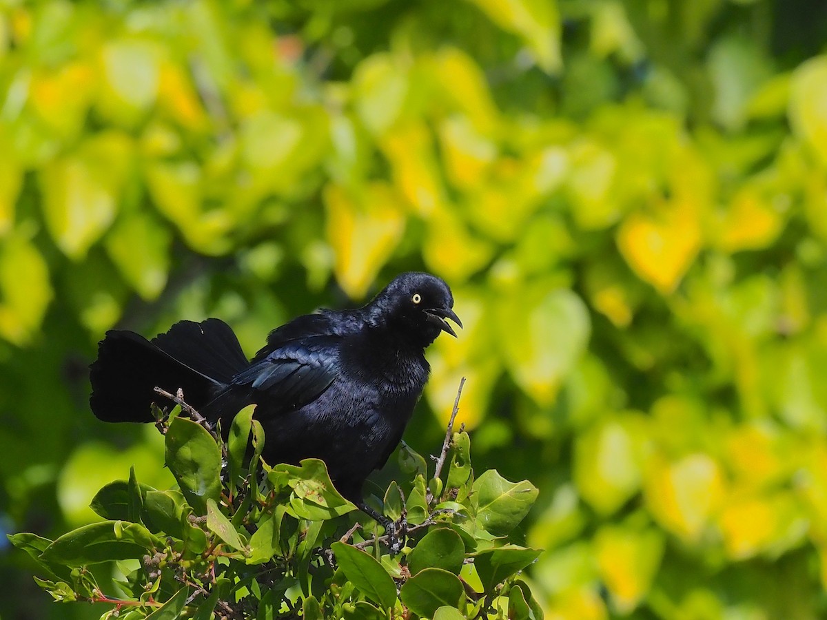 Greater Antillean Grackle - Terry Master