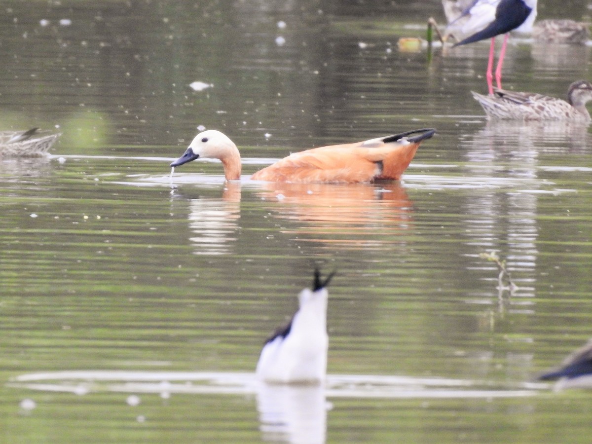 Ruddy Shelduck - ML511495001