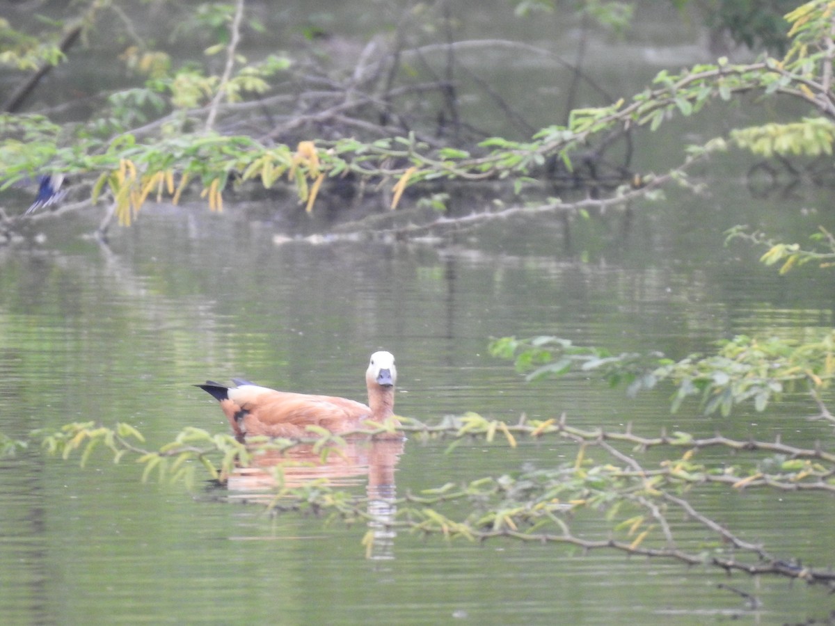 Ruddy Shelduck - ML511496061