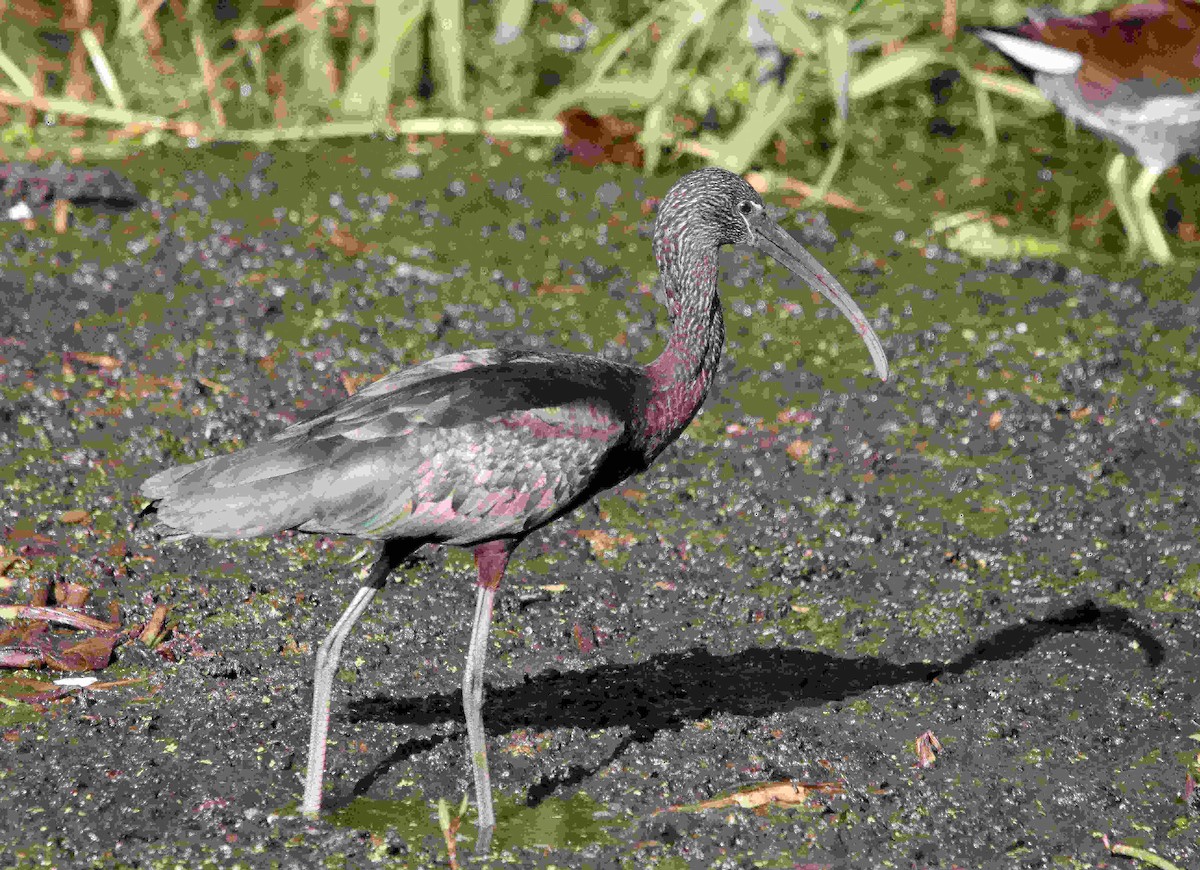 ibis hnědý - ML511496211