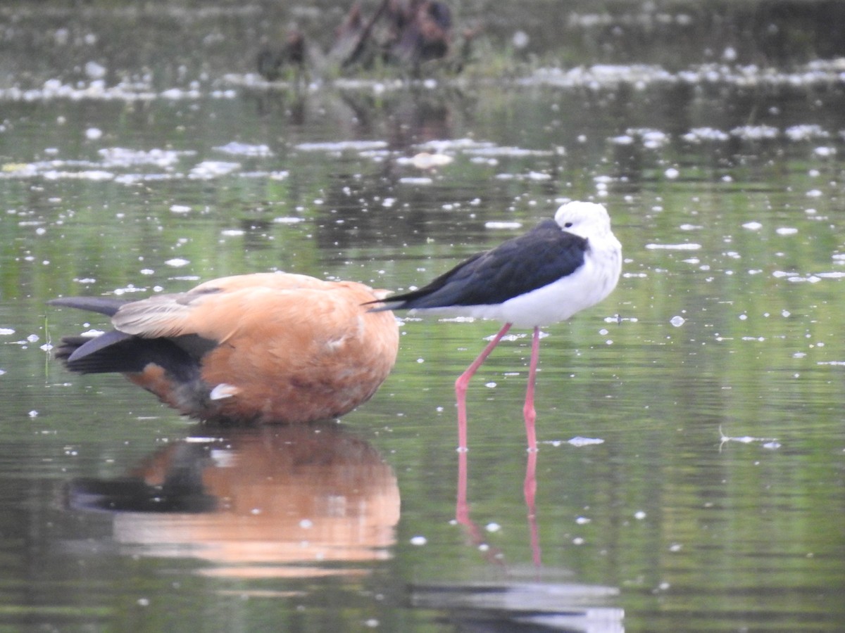 Ruddy Shelduck - ML511496501