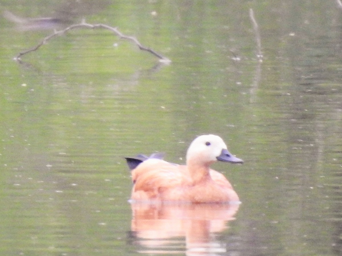 Ruddy Shelduck - ML511496951