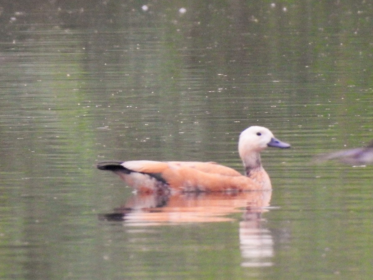 Ruddy Shelduck - ML511496971