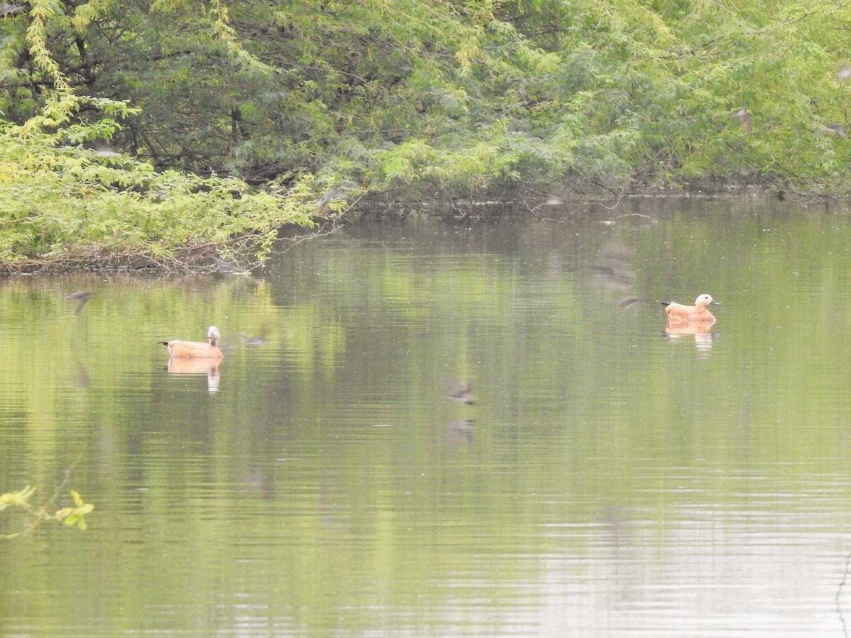 Ruddy Shelduck - ML511497211