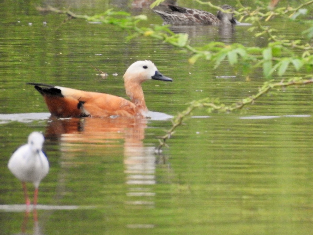 Ruddy Shelduck - ML511497851