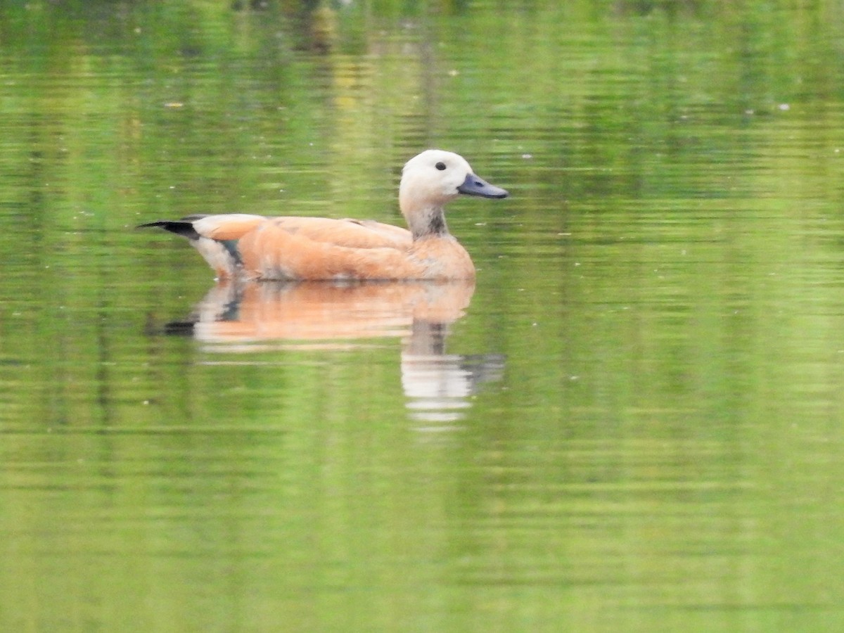 Ruddy Shelduck - ML511498421