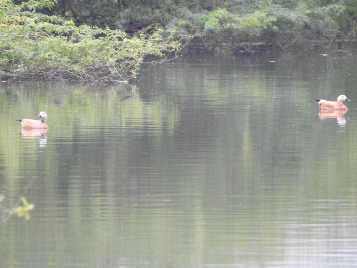 Ruddy Shelduck - ML511498431