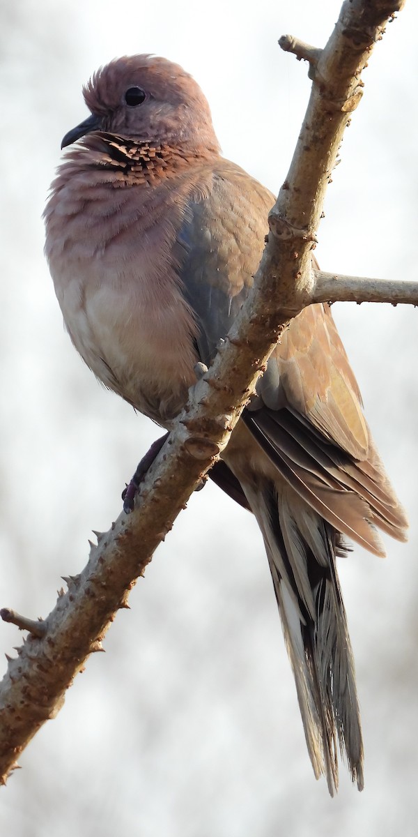 Tórtola Senegalesa - ML511498761