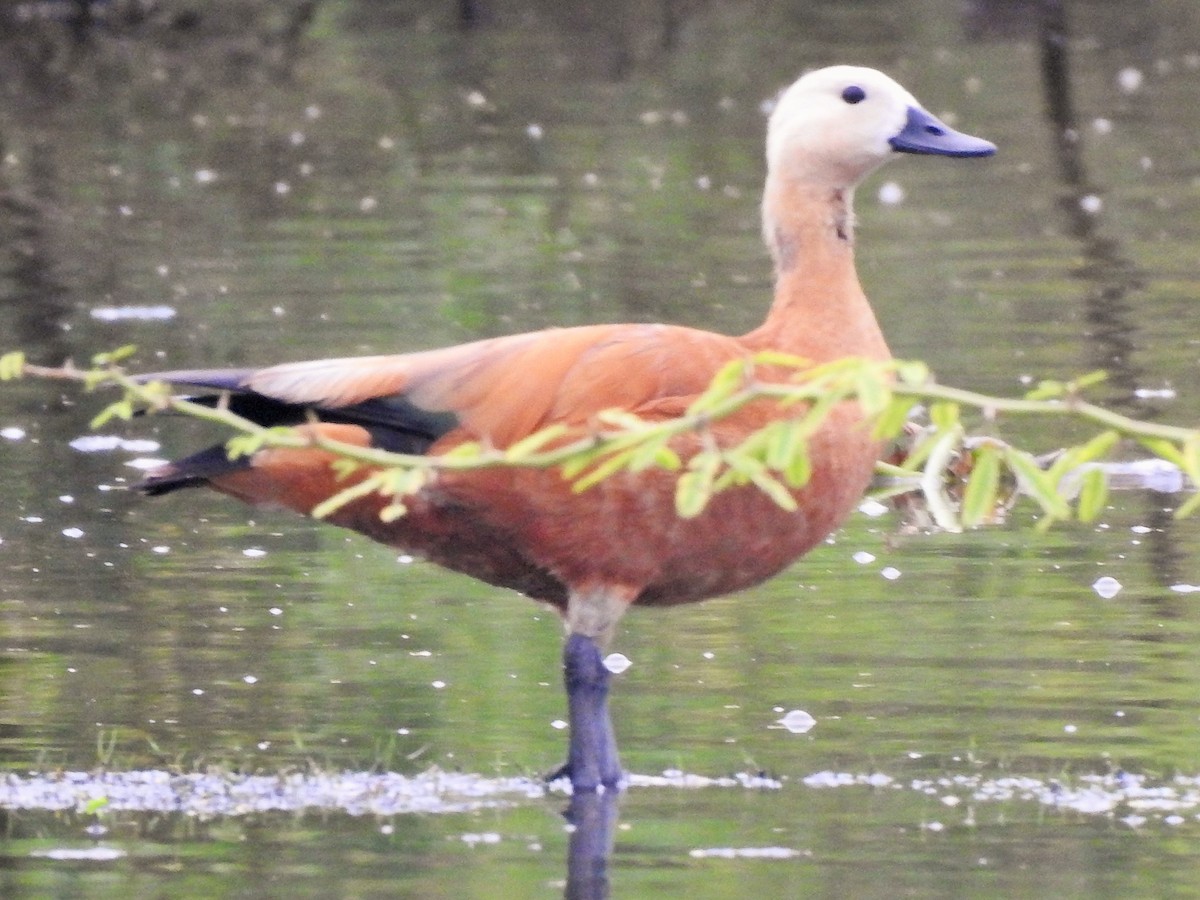 Ruddy Shelduck - ML511498771