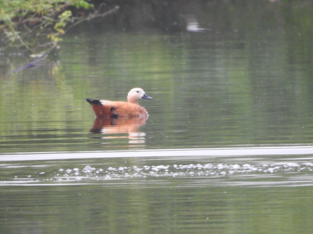 Ruddy Shelduck - ML511498781