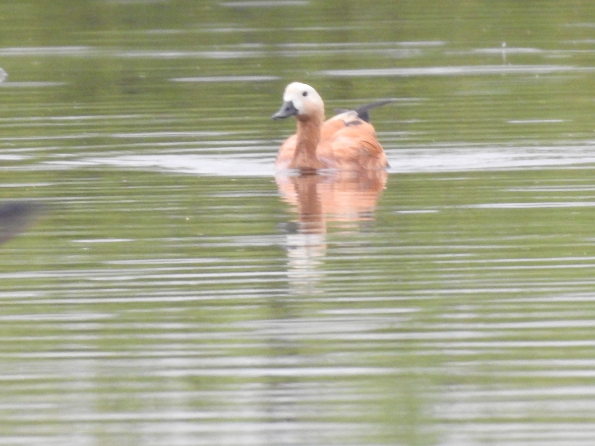 Ruddy Shelduck - ML511499121