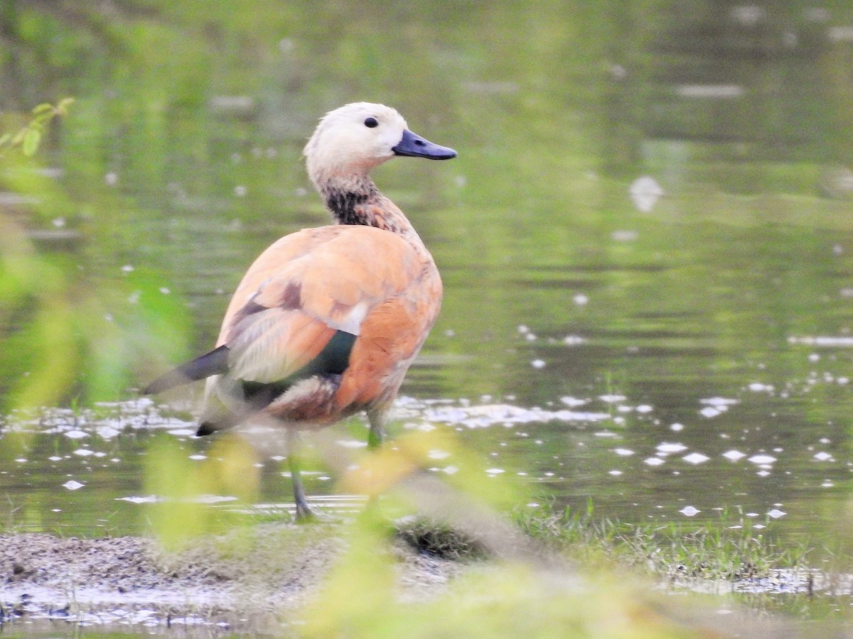 Ruddy Shelduck - ML511499231