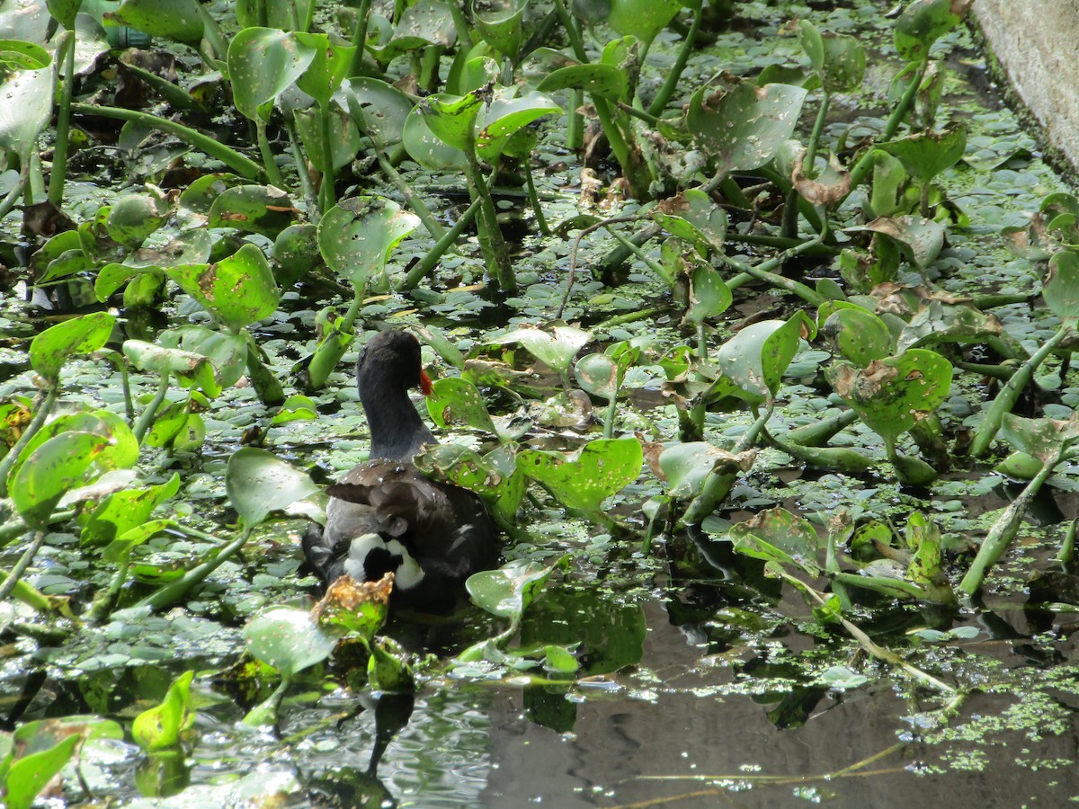 Common Gallinule - ML511499471