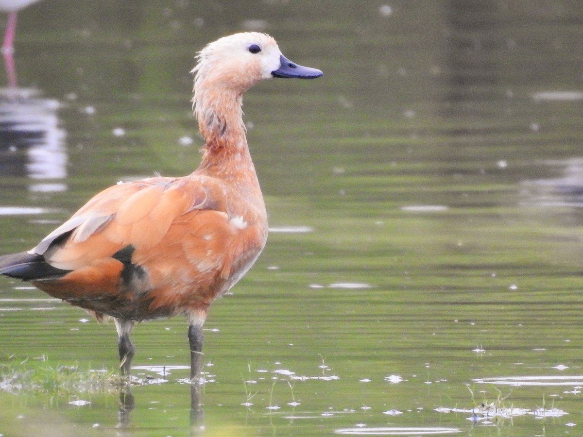 Ruddy Shelduck - ML511499581